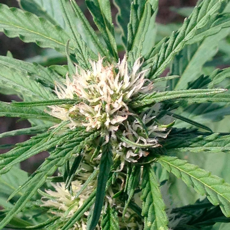 Семена марихуаны  Auto Somango feminised Ganja Seeds