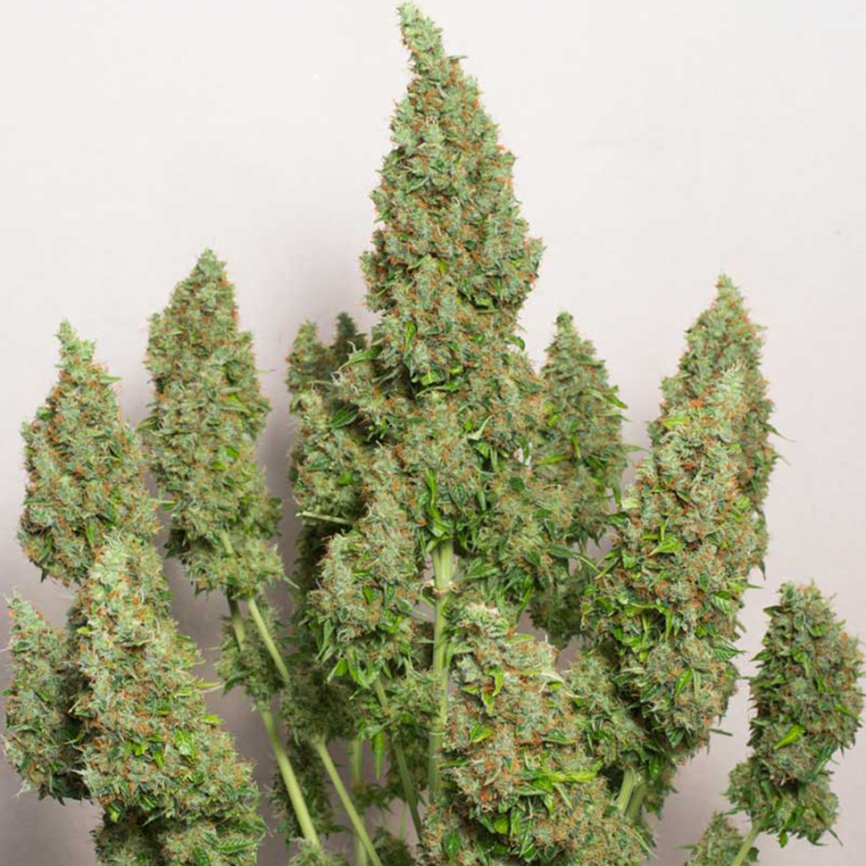 Семена каннабиса  Anubis regular Ganja Seeds