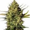 Семена каннабиса  Auto Think Different feminised Ganja Seeds
