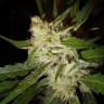 Семена конопли  Super Stinky feminised Ganja Seeds