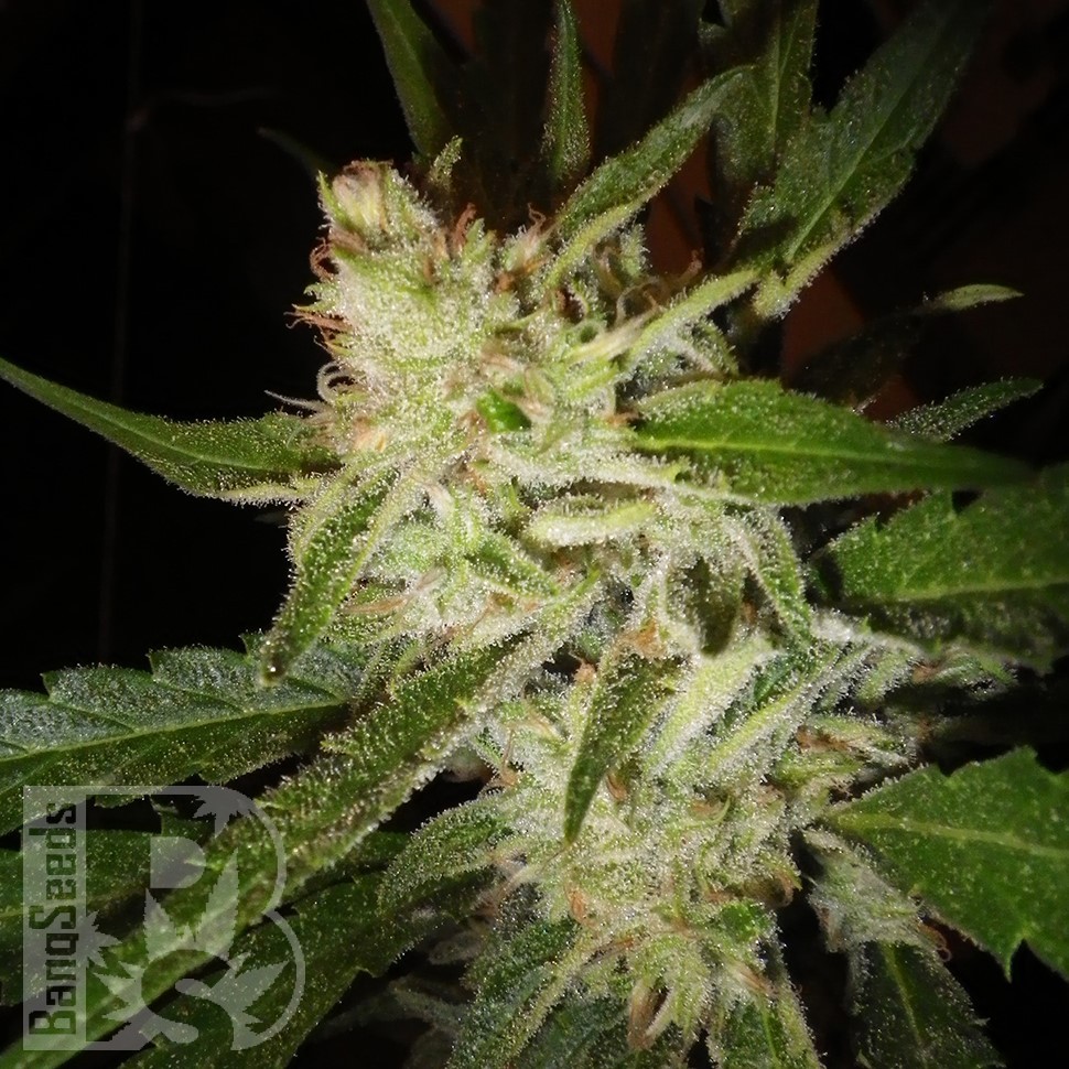Семена конопли  Super Stinky feminised Ganja Seeds