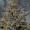 Семена конопли  Super Stinky feminised Ganja Seeds
