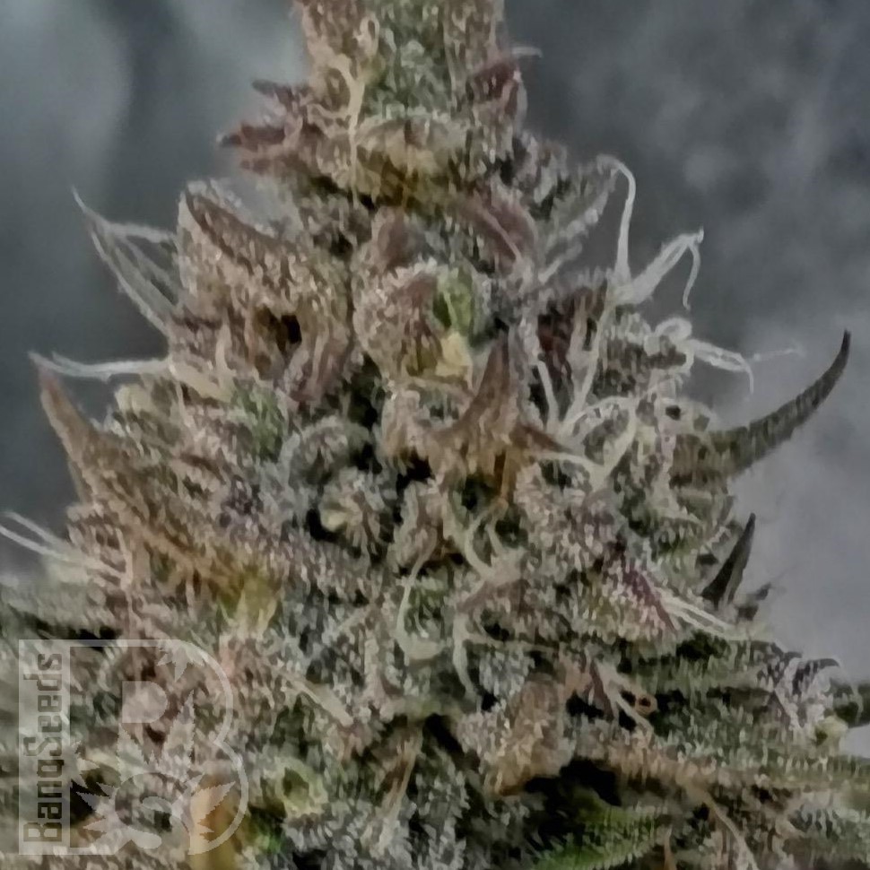 Семена конопли  Super Stinky feminised Ganja Seeds