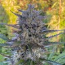 Семена конопли  Super Stinky feminised Ganja Seeds