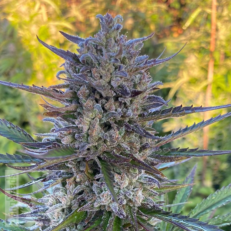 Семена конопли  Super Stinky feminised Ganja Seeds