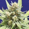 Семена конопли  Super Stinky feminised Ganja Seeds