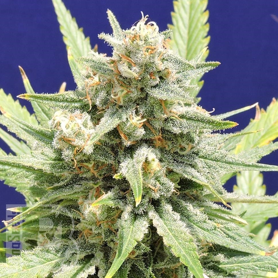 Семена конопли  Super Stinky feminised Ganja Seeds
