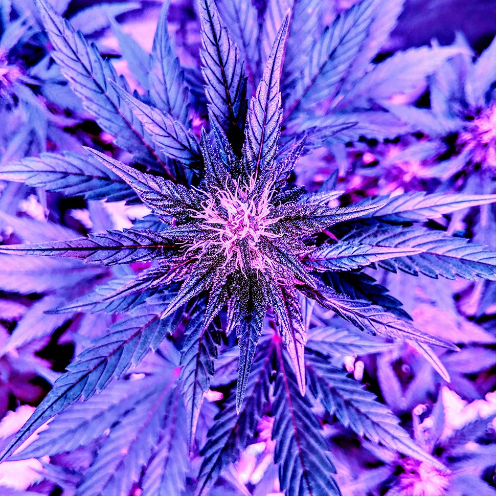 купить качественные семена конопли Auto Diesel feminised