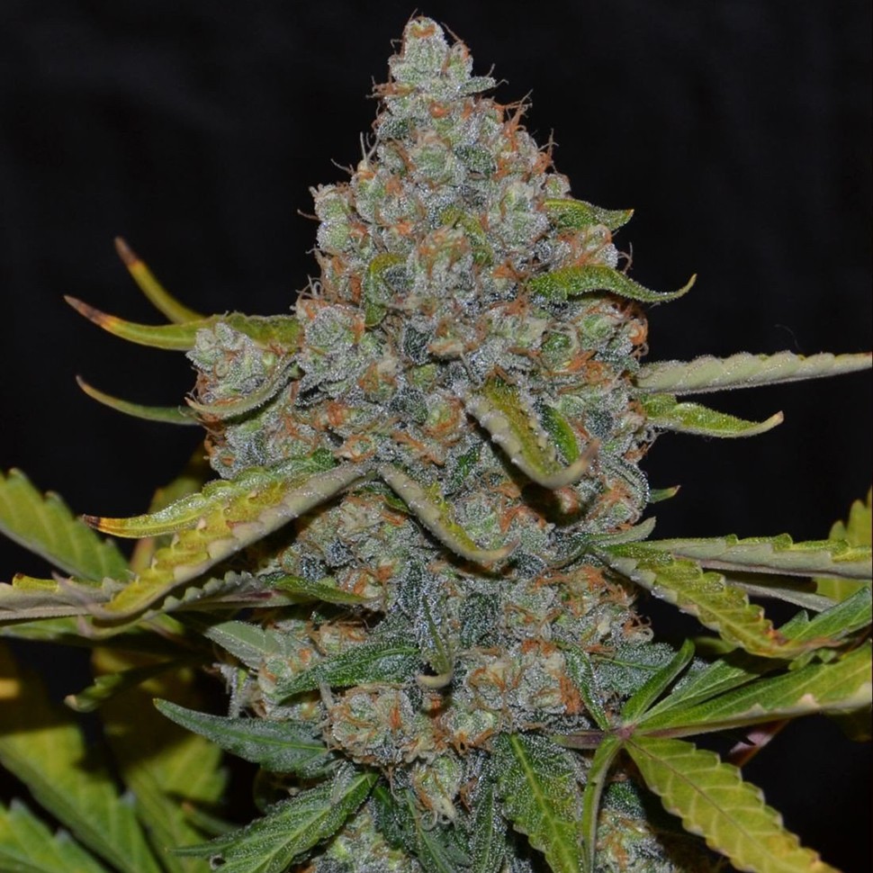 Семена конопли  Creative Reactor feminised Neuro Seeds