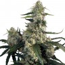 Buddha's Sativa feminised Ganja Seeds