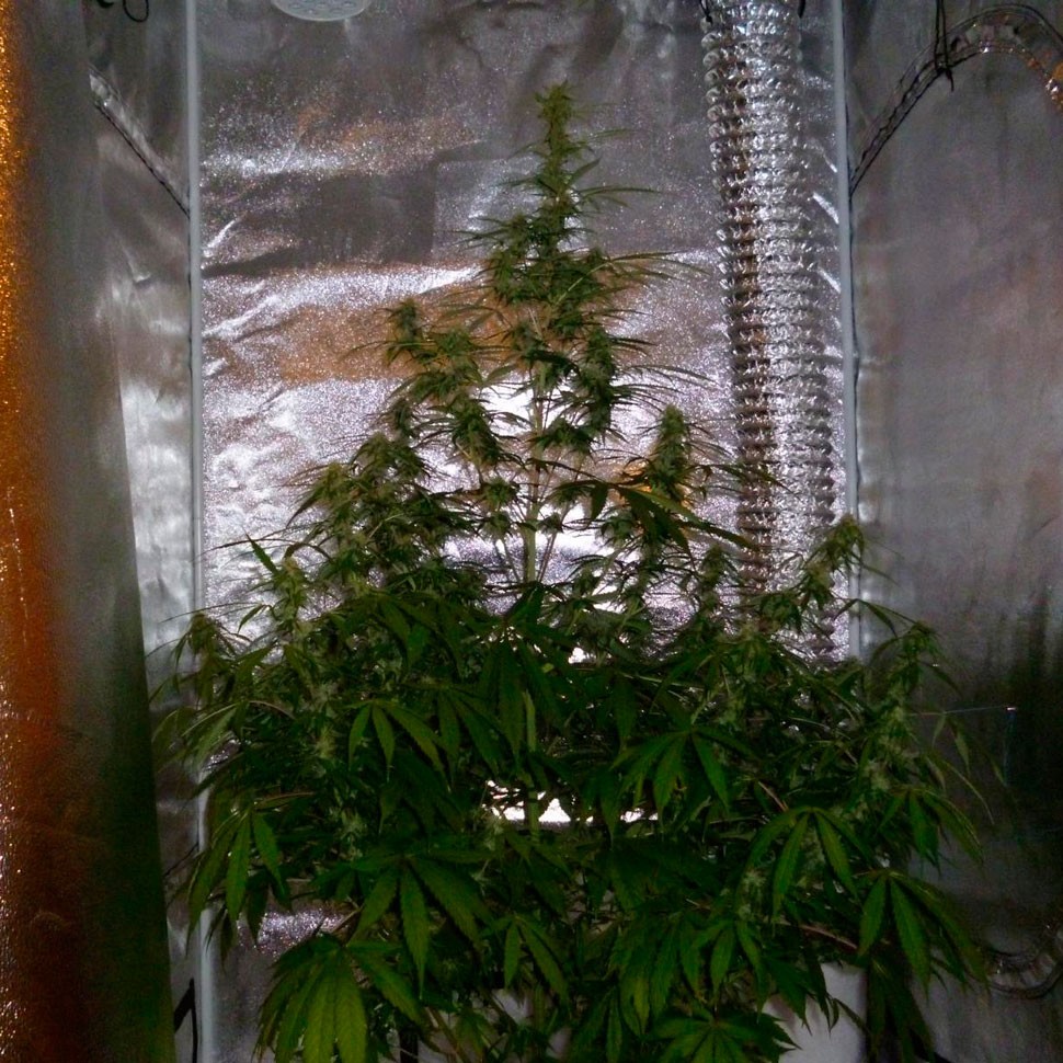 купить семена конопли в оригинальных упаковках Auto Jack Herer feminised