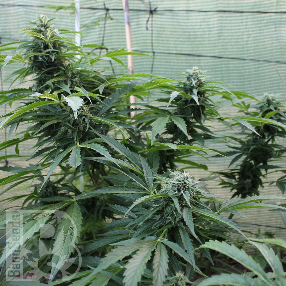 заказать семена конопли Auto Jack Herer feminised