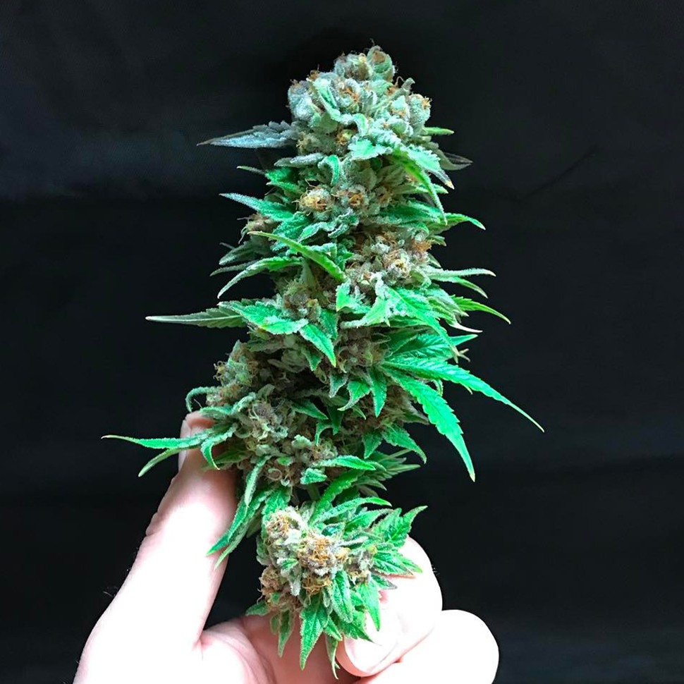 купить семена конопли индика Magic Bud reg