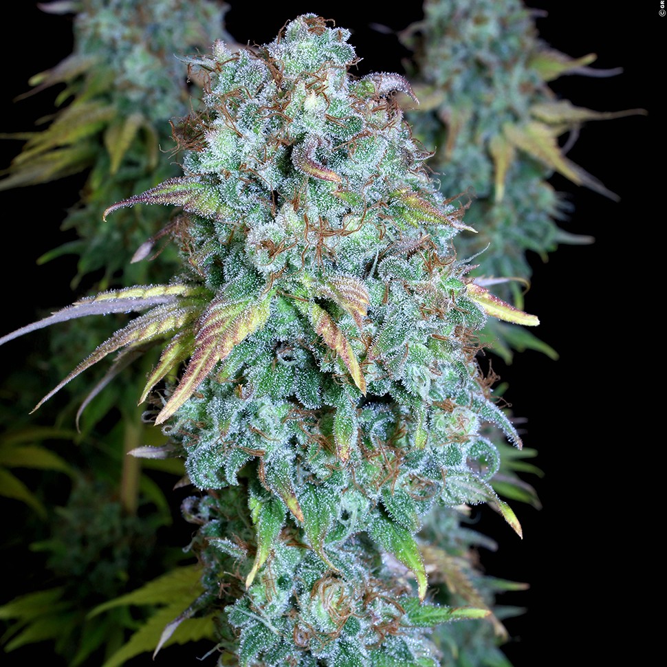 Семена  Magic Bud regular Ganja Seeds