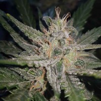 Blue Cheese regular Ganja Seeds