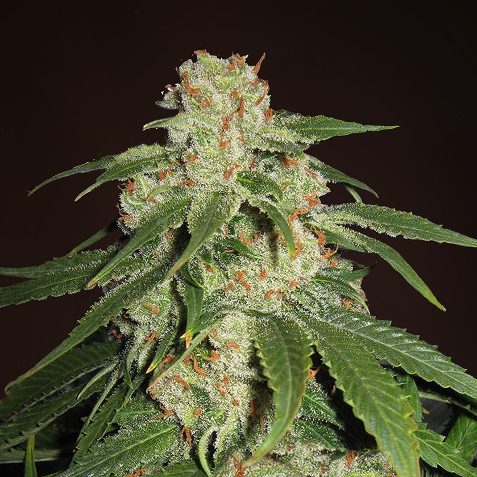 Семена ганжа  Jack Herer feminised Neuro Seeds