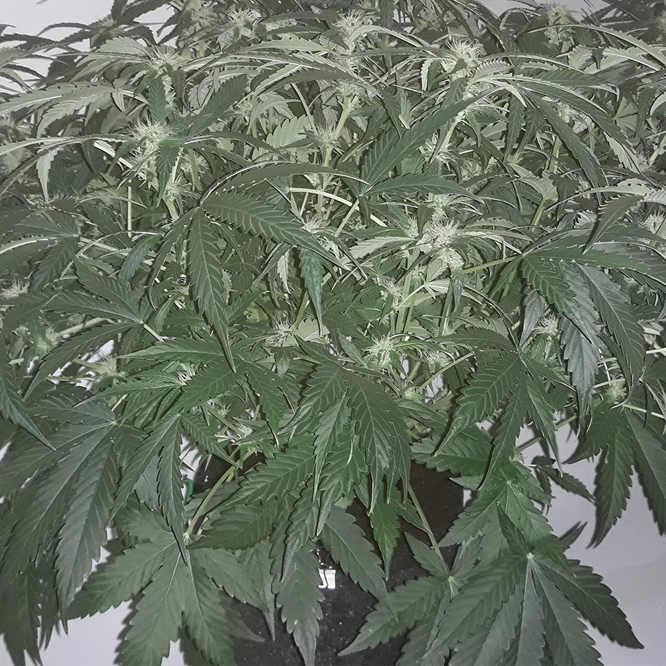 Семена марихуаны  Auto X.Treme feminised Ganja Seeds