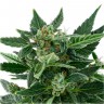Auto Royal Kush feminised Ganja Seeds купить