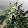Auto Royal Kush feminised Ganja Seeds заказать