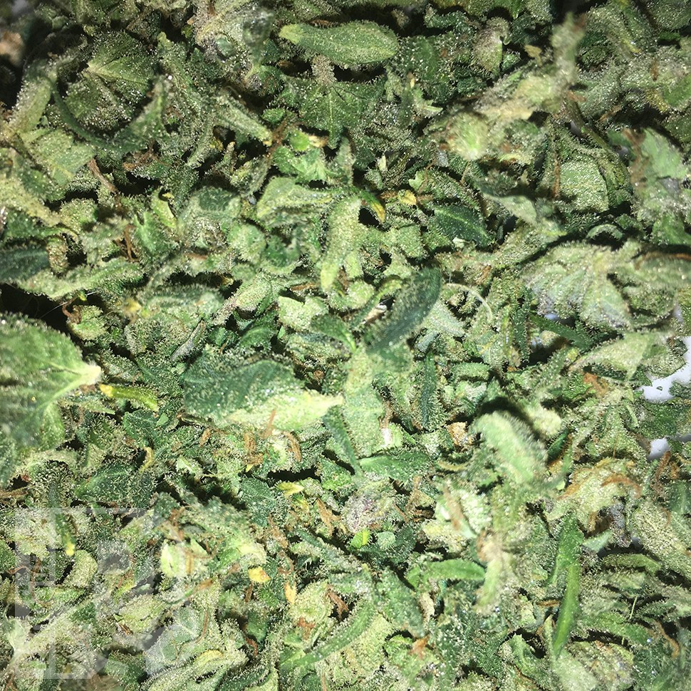 Cheese Berries feminised Ganja Seeds