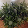 Cheese Berries feminised Ganja Seeds