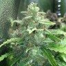 Cheese Berries feminised Ganja Seeds