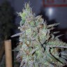 Cheese Berries feminised Ganja Seeds