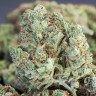 Cheese Berries feminised Ganja Seeds
