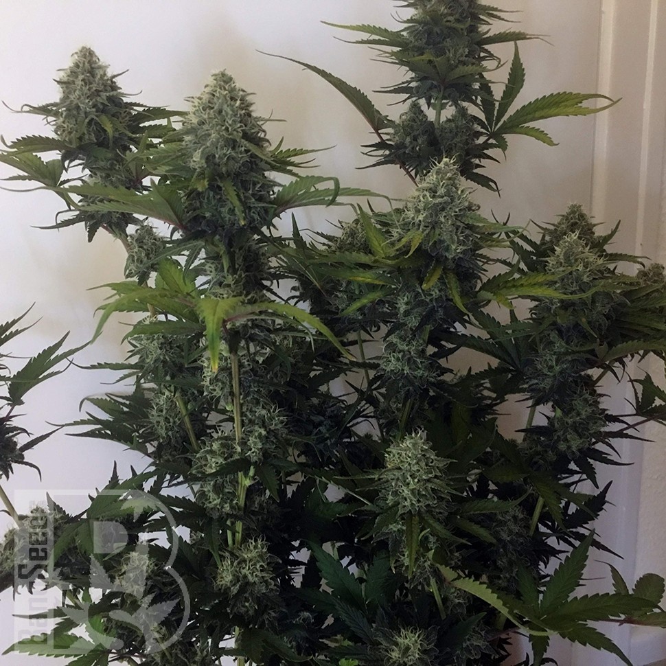 Cheese Berries feminised Ganja Seeds