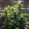 Cheese Berries feminised Ganja Seeds