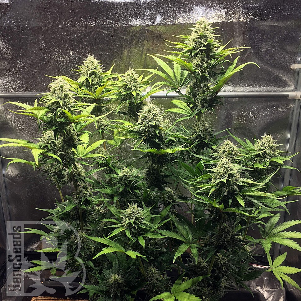 Cheese Berries feminised Ganja Seeds