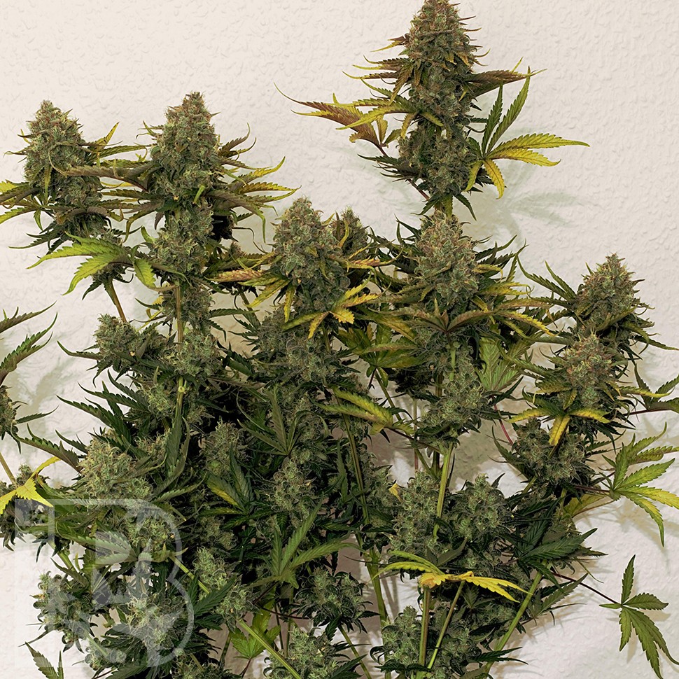 Cheese Berries feminised Ganja Seeds