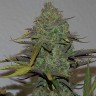 Cheese Berries feminised Ganja Seeds