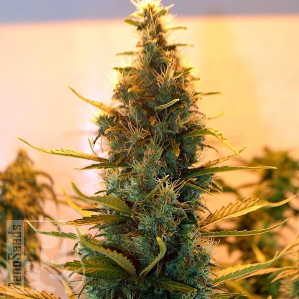 Семена  The Doctor feminised Ganja Seeds