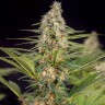 Семена  The Doctor feminised Ganja Seeds