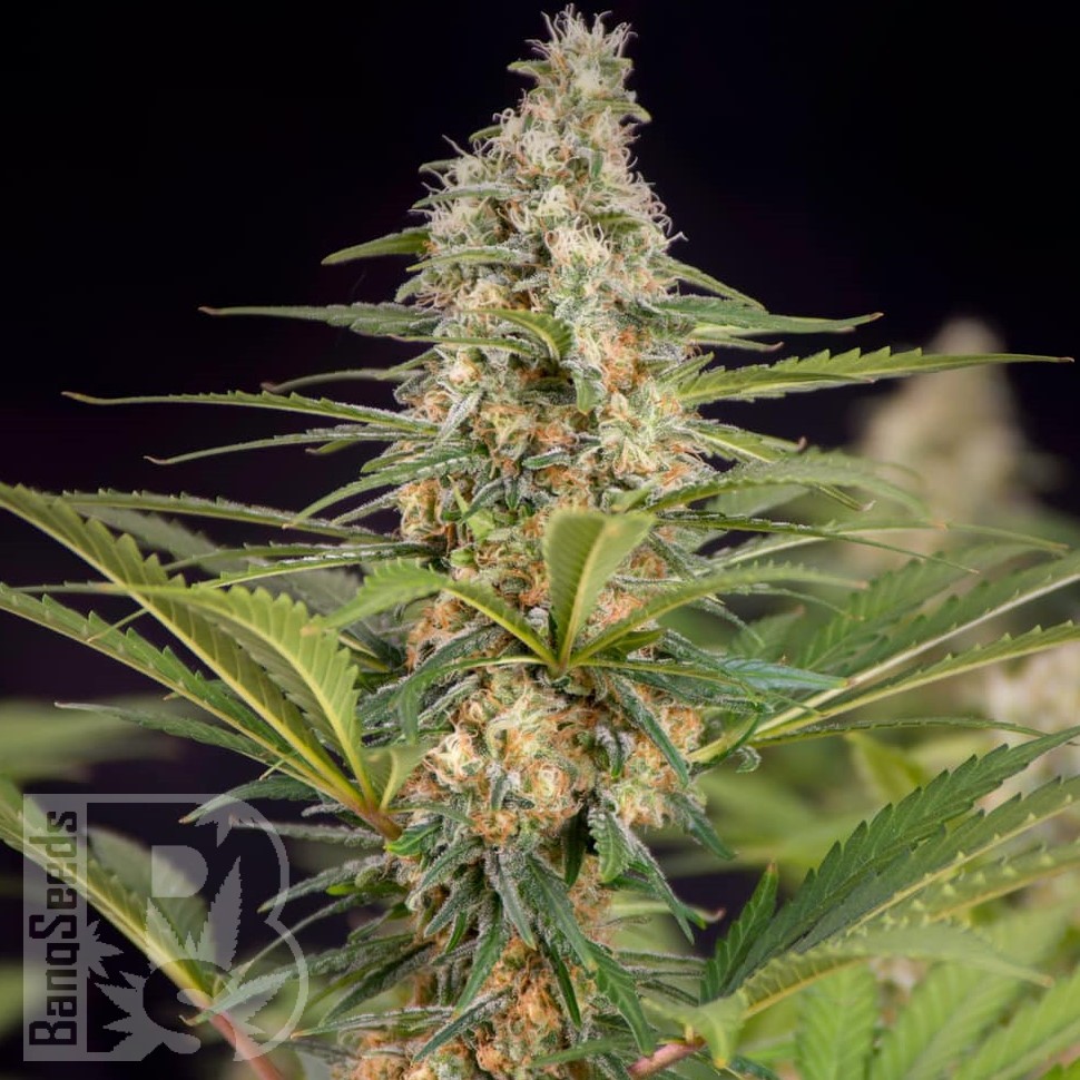 Семена  The Doctor feminised Ganja Seeds