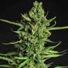 Семена  The Doctor feminised Ganja Seeds