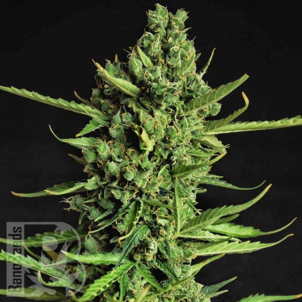 Семена  The Doctor feminised Ganja Seeds