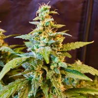 Auto Jack regular Ganja Seeds