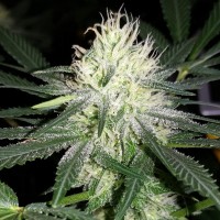Auto Bubblelicious feminised Ganja Seeds