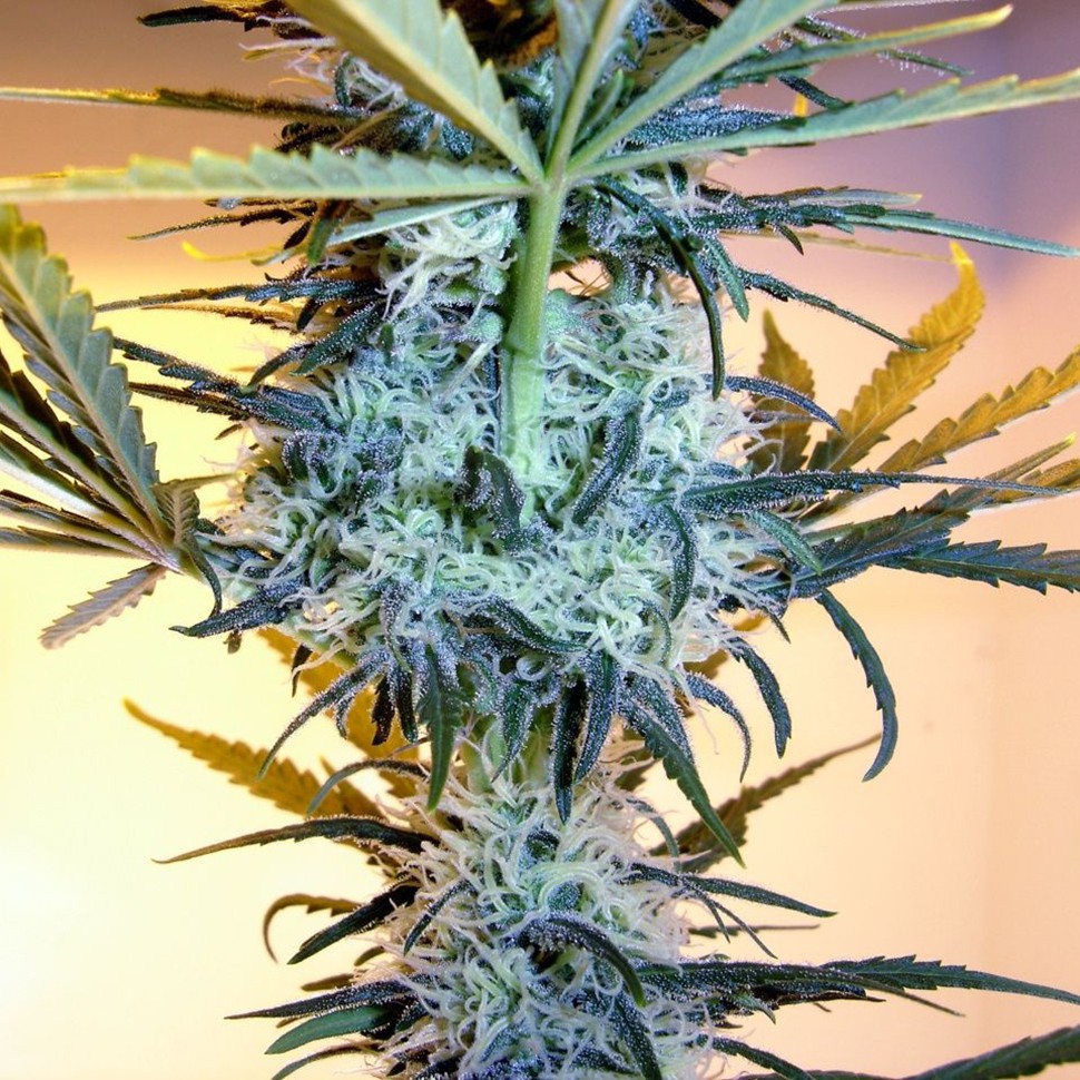 Семена конопли  Neuron feminised Neuro Seeds