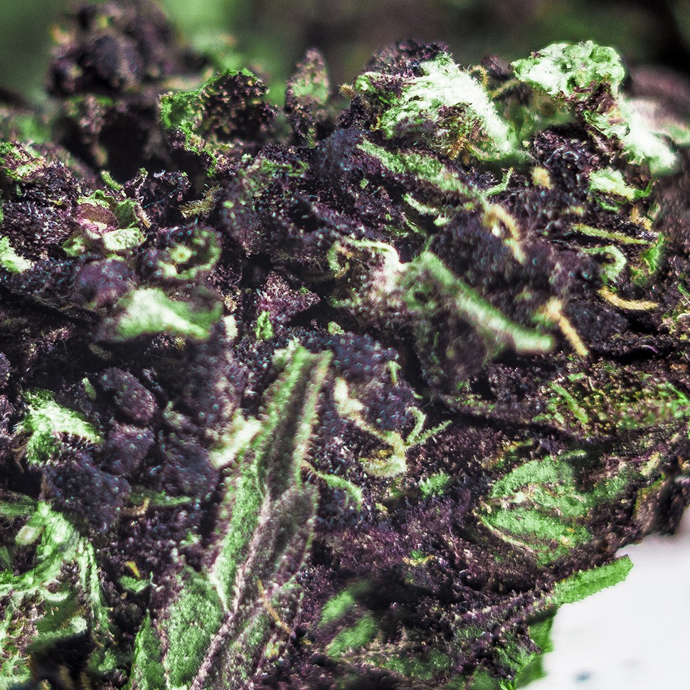 семена каннабиса Blueberry feminised Ganja Seeds