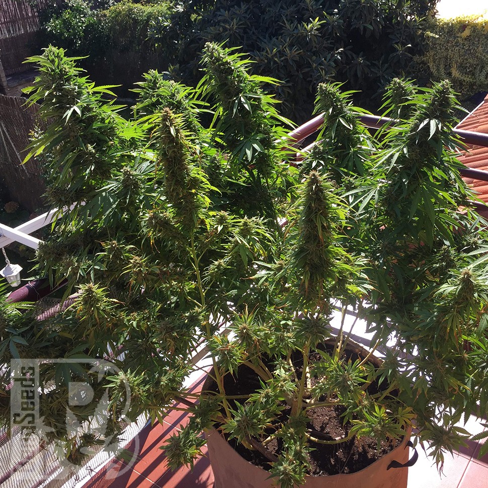 семена марихуаны Blueberry feminised Ganja Seeds