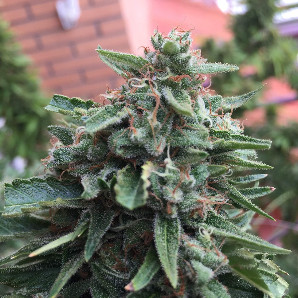 качественные семена конопли Blueberry feminised Ganja Seeds