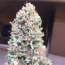 семена конопли в Казахстане Blueberry feminised Ganja Seeds