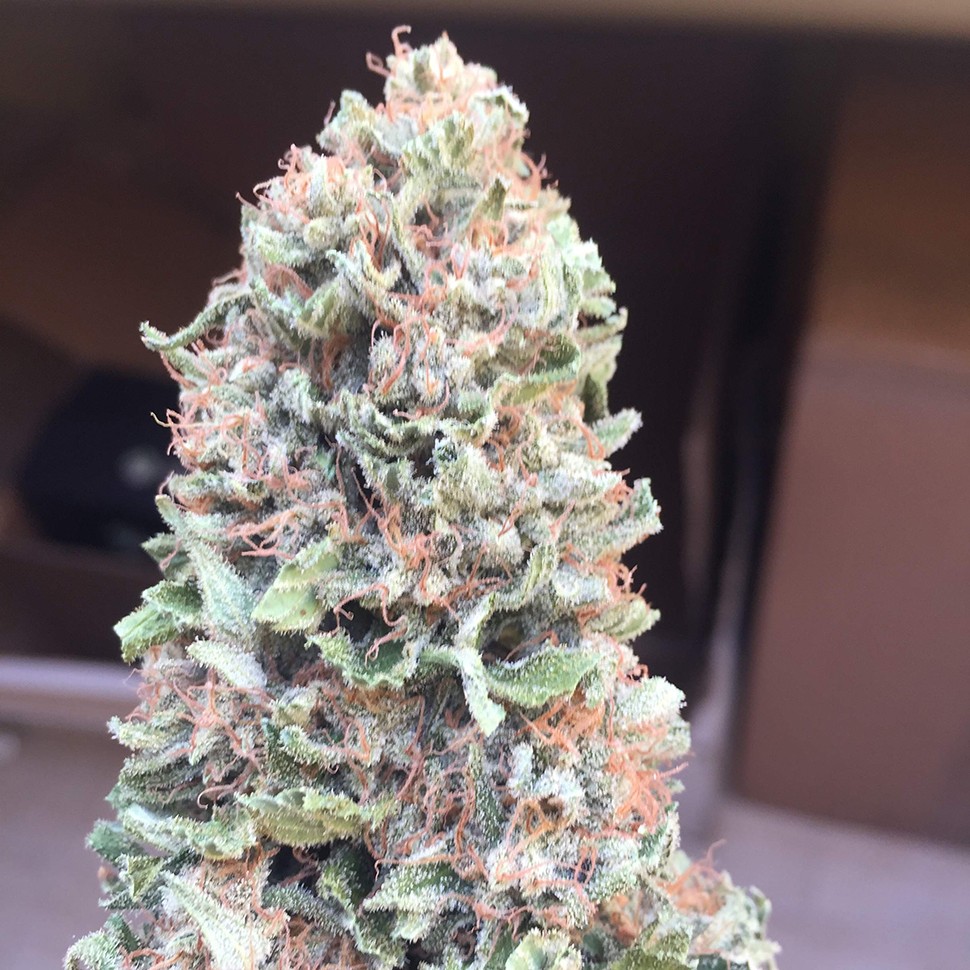 семена конопли в Казахстане Blueberry feminised Ganja Seeds