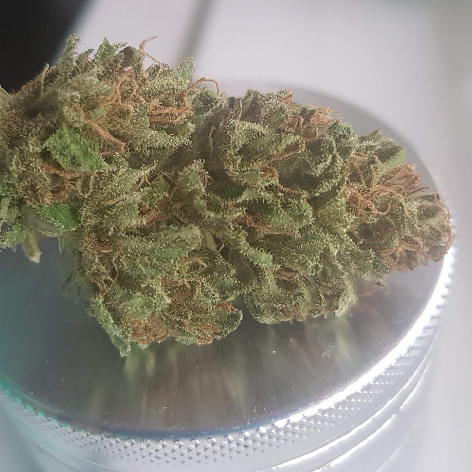 семена марихуаны Blueberry feminised Ganja Seeds