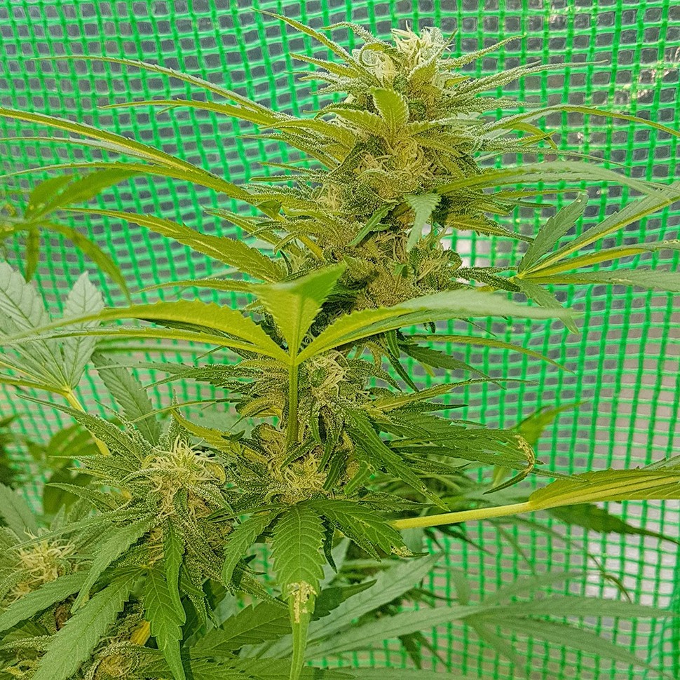 семена каннабиса Blueberry feminised Ganja Seeds