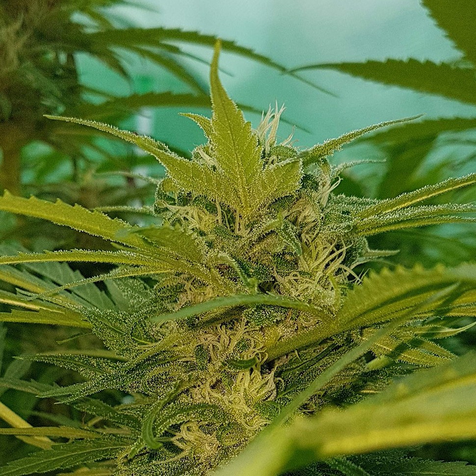 качественные семена конопли Blueberry feminised Ganja Seeds