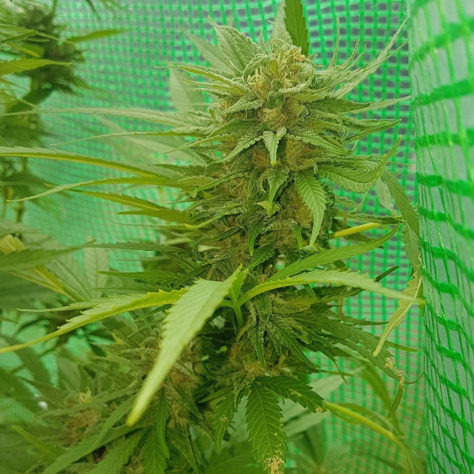 семена марихуаны Blueberry feminised Ganja Seeds